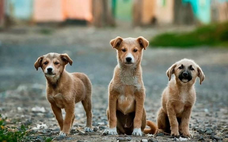 Έγκριση της αριθ. 101/2024 Οικονομικής – Τεχνικής Μελέτης του Αυτοτελούς Τμήματος Τοπικής Οικονομικής Ανάπτυξης του Δήμου Λεβαδέων με τίτλο: “ΥΠΗΡΕΣΙΕΣ ΔΙΑΧΕΙΡΙΣΗΣ, ΠΕΡΙΘΑΛΨΗΣ, ΠΕΡΙΣΥΛΛΟΓΗΣ ΚΑΙ ΠΡΟΣΩΡΙΝΗΣ ΦΙΛΟΞΕΝΙΑΣ ΑΔΕΣΠΟΤΩΝ ΖΩΩΝ ΣΤΟ ΔΙΑΔΗΜΟΤΙΚΟ ΚΑΤΑΦΥΓΙΟ ΤΩΝ ΔΗΜΩΝ ΛΕΒΑΔΕΩΝ, ΟΡΧΟΜΕΝΟΥ ΚΑΙ ΑΛΙΑΡΤΟΥ – ΘΕΣΠΙΕΩΝ”, προϋπολογισμού 147.092,48€.